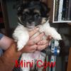 Male Chihuahua x shih tzu mix puppy