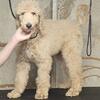 Standard Poodle puppies for sale.