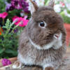 Netherland Dwarf Bunny