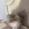 Persian Himalayan Kitten 