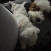 Mini golden doodle 