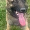 Belgian Malinois Youth Puppy For Sale $1500