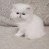 Gorgeous White Persian female 