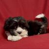 Maltese/Shih Tzu Puppy