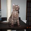 Tica registered B3p Chocolate/silver mackerel Highlander male www.empirestatelynx.com 