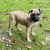 female Black Mouth Cur pup
