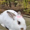 Lionhead mix small breed rabbits