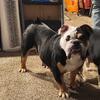 Female English Bulldog 