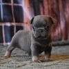 French Bulldog Puppies
