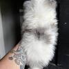 Pomeranians 