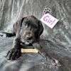 AKC Great Dane Female Light Purple Collar