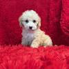 Beautiful Maltipoo Puppies