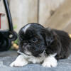 Adorable ACA Shih Tzu Puppies