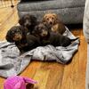 Dachshund Puppies 