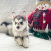 Micro and Mini husky pomsky puppy