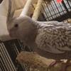 Baby cockatiel for sale
