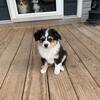 Toy Aussie puppy - male