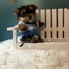 Tiny Yorkshire Terriers