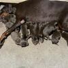 Doberman Puppy''s New Litter