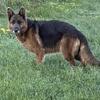Female German Shepherd
