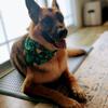 Rescued AKC registered German shepherd spayed female