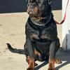 STUD ROTTWEILER 