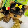 Yorkshire Terrier Puppies – Ready This Week!** text or call 380-242-6975