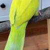 Yellow Crossover Quaker Parrot
