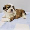 Purebred Shih Tzu puppies