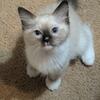 TICA Registered Ragdoll Kitten. 