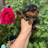 Adorable cuties Yorkie puppies