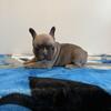 French Bulldog Puppies $1500