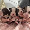 Boston terrier 