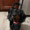 Dachshund 1yr Male