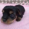 Yorkshire Terrier Puppy, Female 