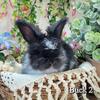 English Angora Buck