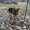 AKC Registered German Shepherd Puppies For Sale