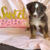 Miniature Australian Shepherd Puppy in the Portage Lakes/Akron Area