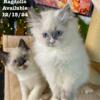 TICA RAGDOLL KITTENS