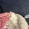 Shorthair Exotic Persian Kitten Looking for his Forever Home