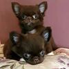 AKC chocolate Chihuahuas 
