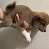 Beautiful purebred Shiba Inu puppies