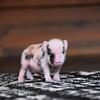 Juliana Miniature Pig