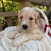 F1b Goldendoodle puppy