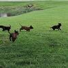 Belgian Malinois pups