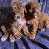 AKC Mini Poodles