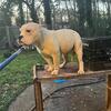 American Bully Female 