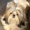 Shih-tzu puppies 