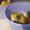 Baby golden conures 