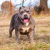 Wolf Sable, XL American Bully